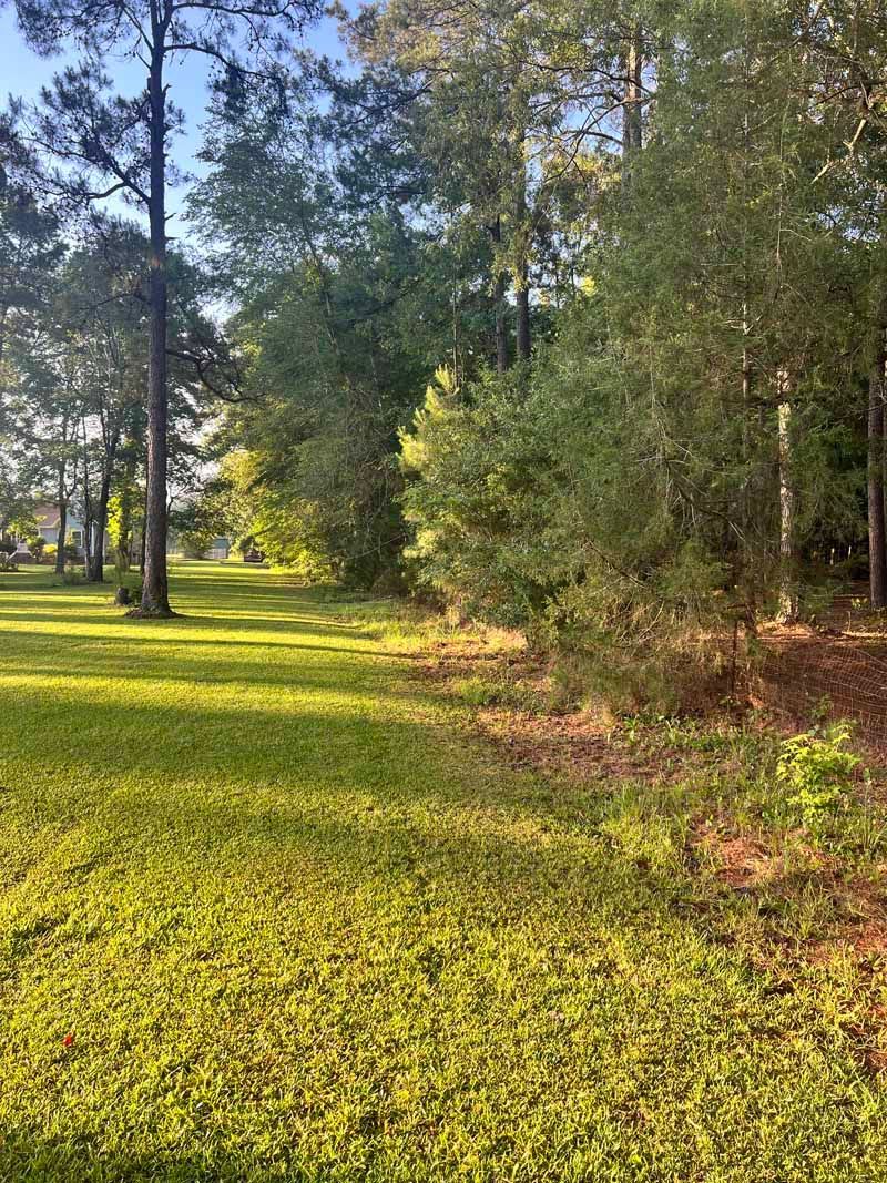 Sunny wooded park with tall trees and grassy groundcover, lit by warm sunlight