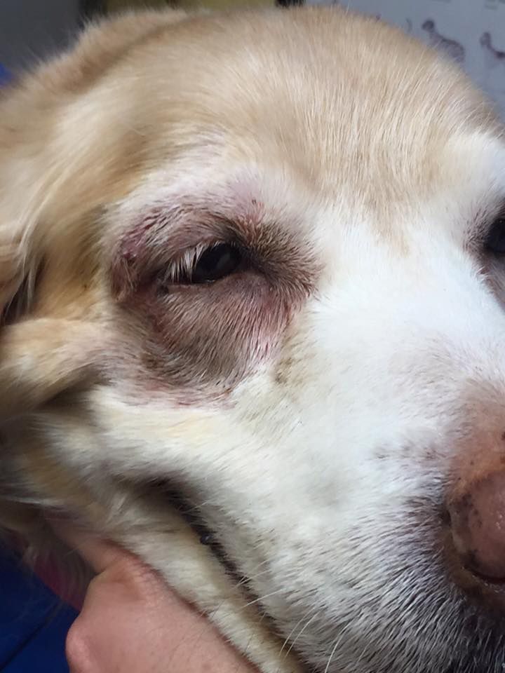 A close up of a dog 's face with a black eye.