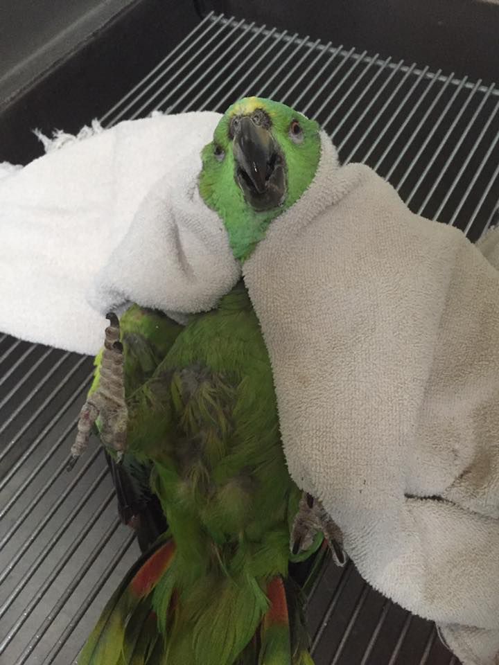 A green parrot is wrapped in a white towel on a cage.