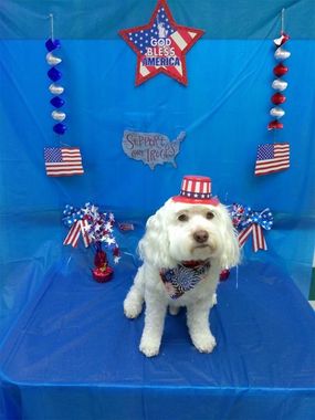 Patriotic dog in a hat.