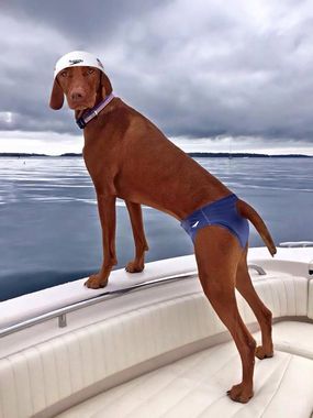 Vizsla in a swim cap and brief.