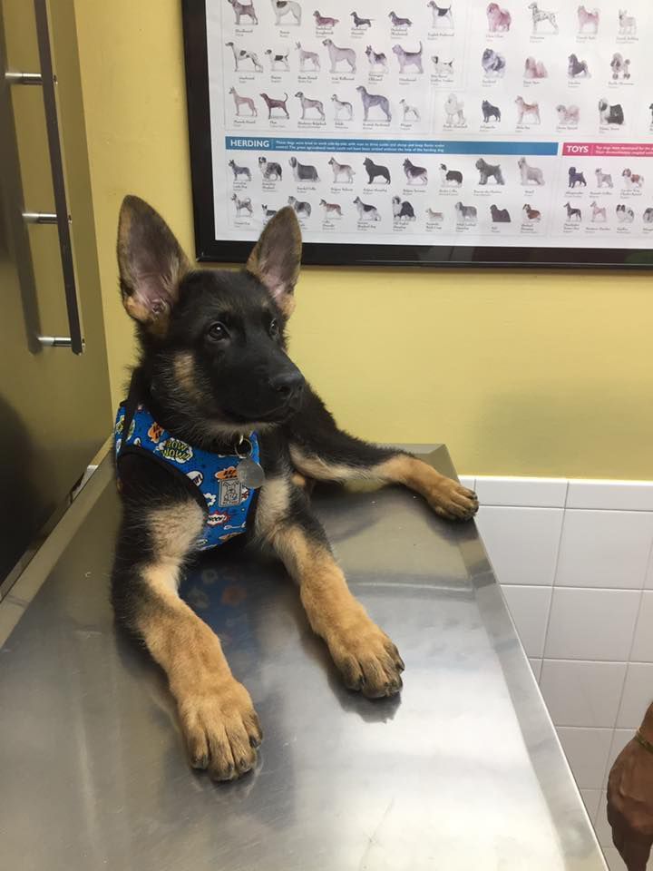 A german shepherd puppy is laying on a stainless steel table.