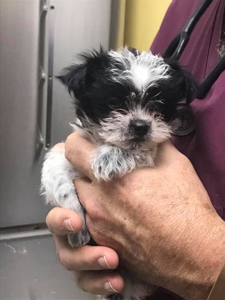 A person is holding a small black and white puppy in their hands.