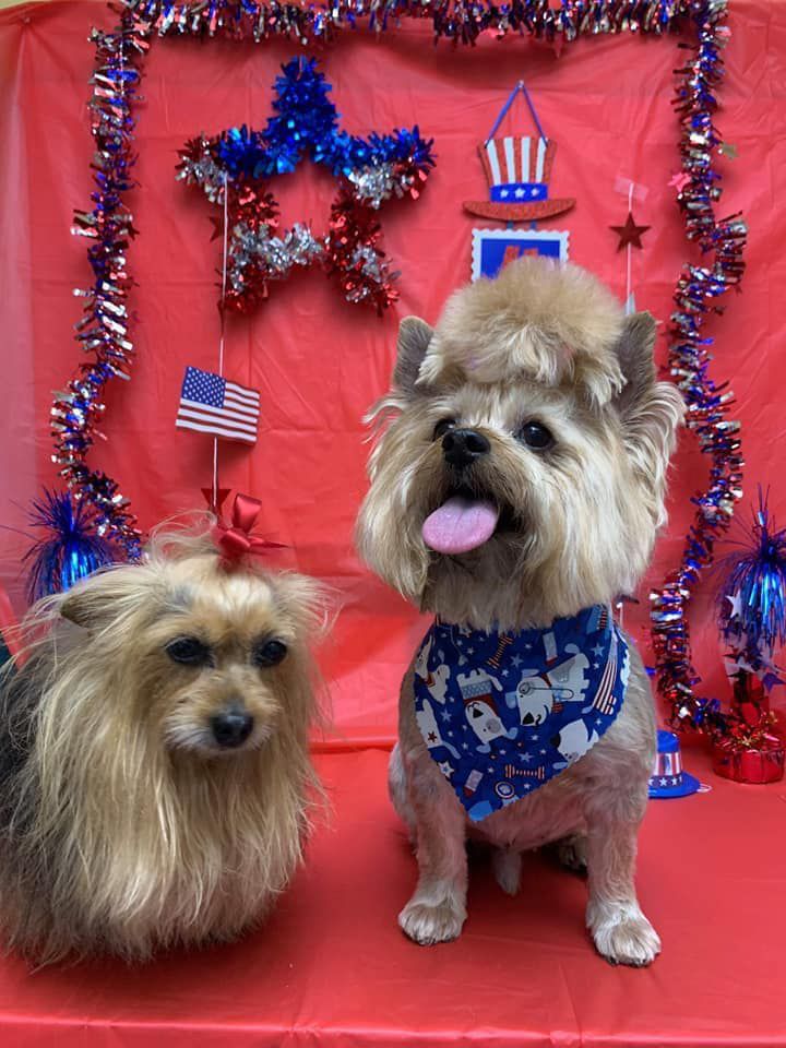 Two dogs are sitting next to each other on a red table.