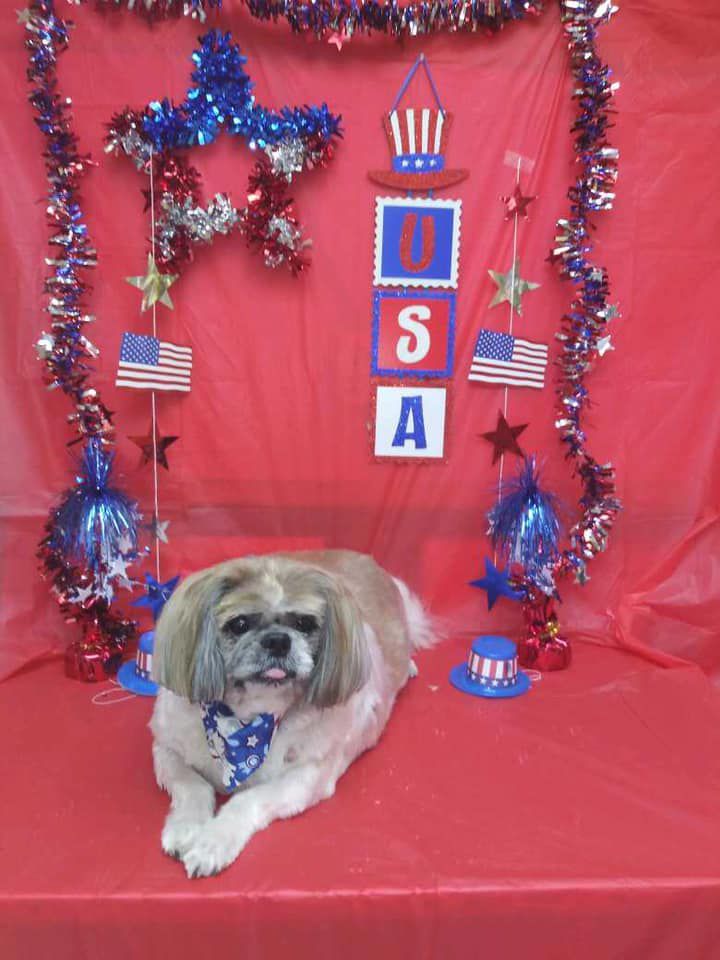 A dog is laying on a red table in front of a sign that says usa.
