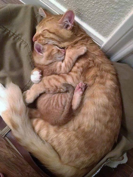 A cat and a kitten are sleeping on a person 's lap.