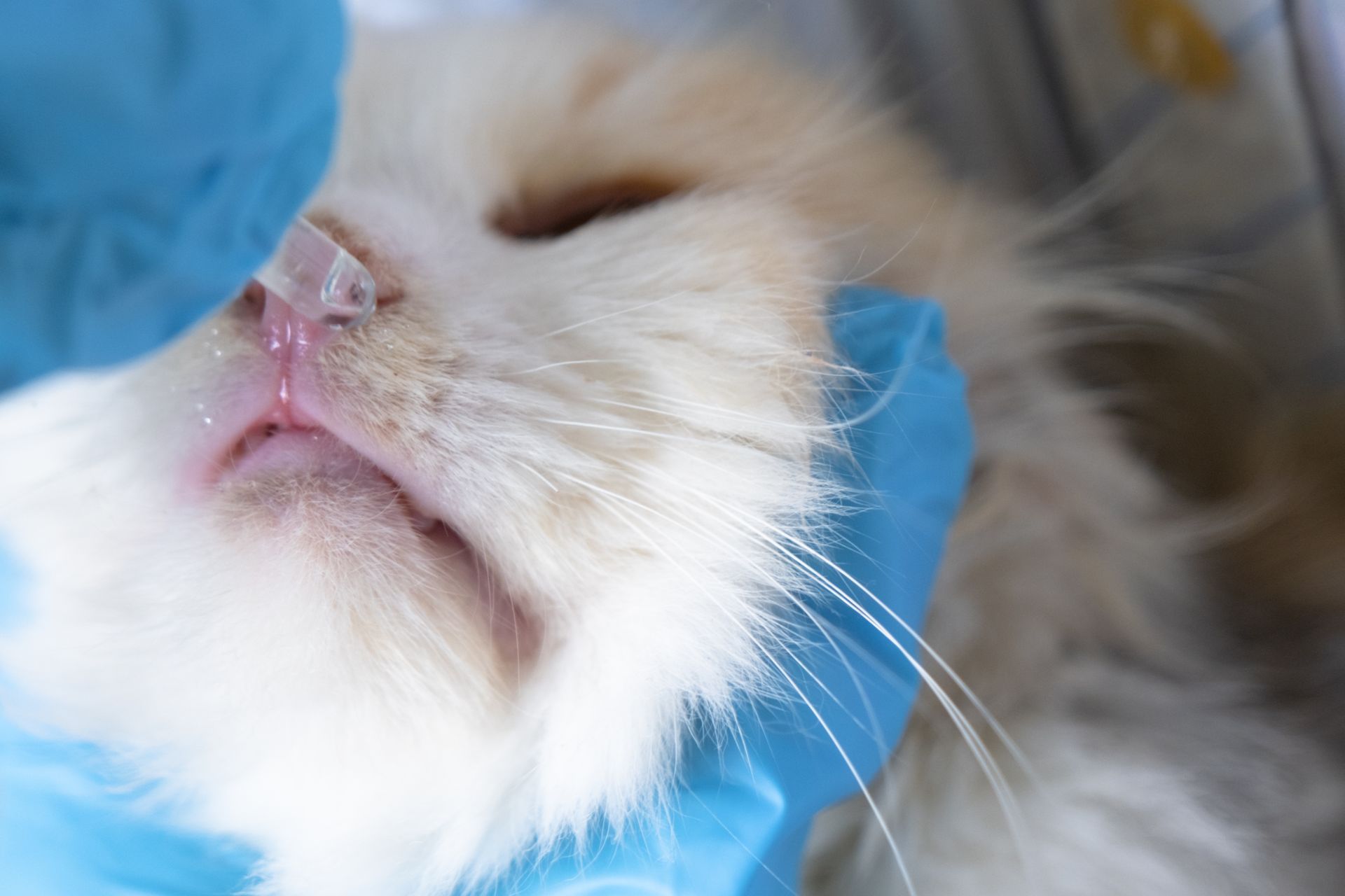 A close-up of a veterinarian in blue gloves administering drops to a cat’s nose.