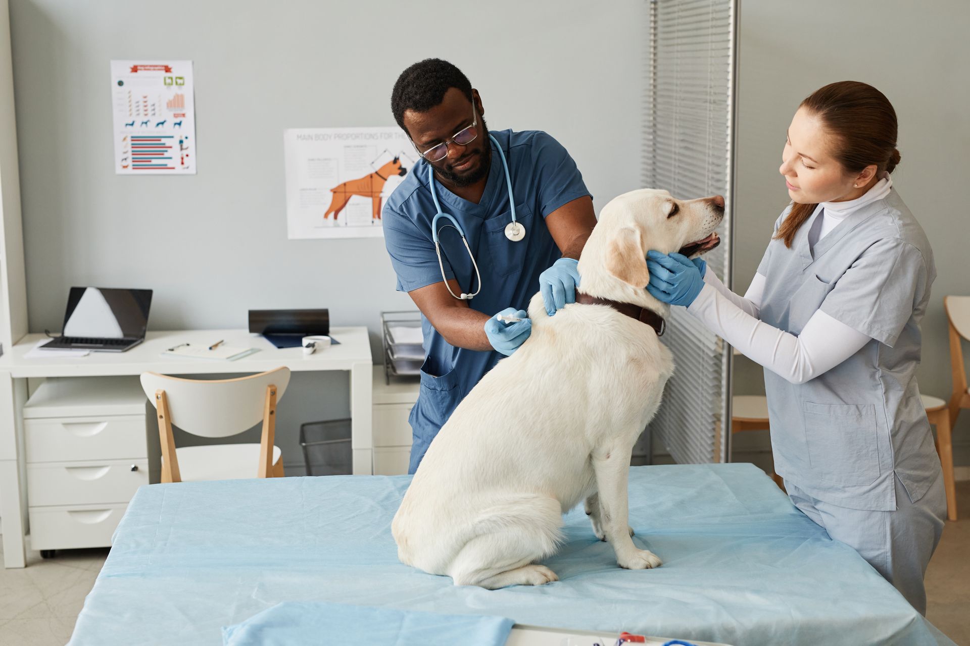 Young nurse in medical scrubs and gloves looking at labrador.