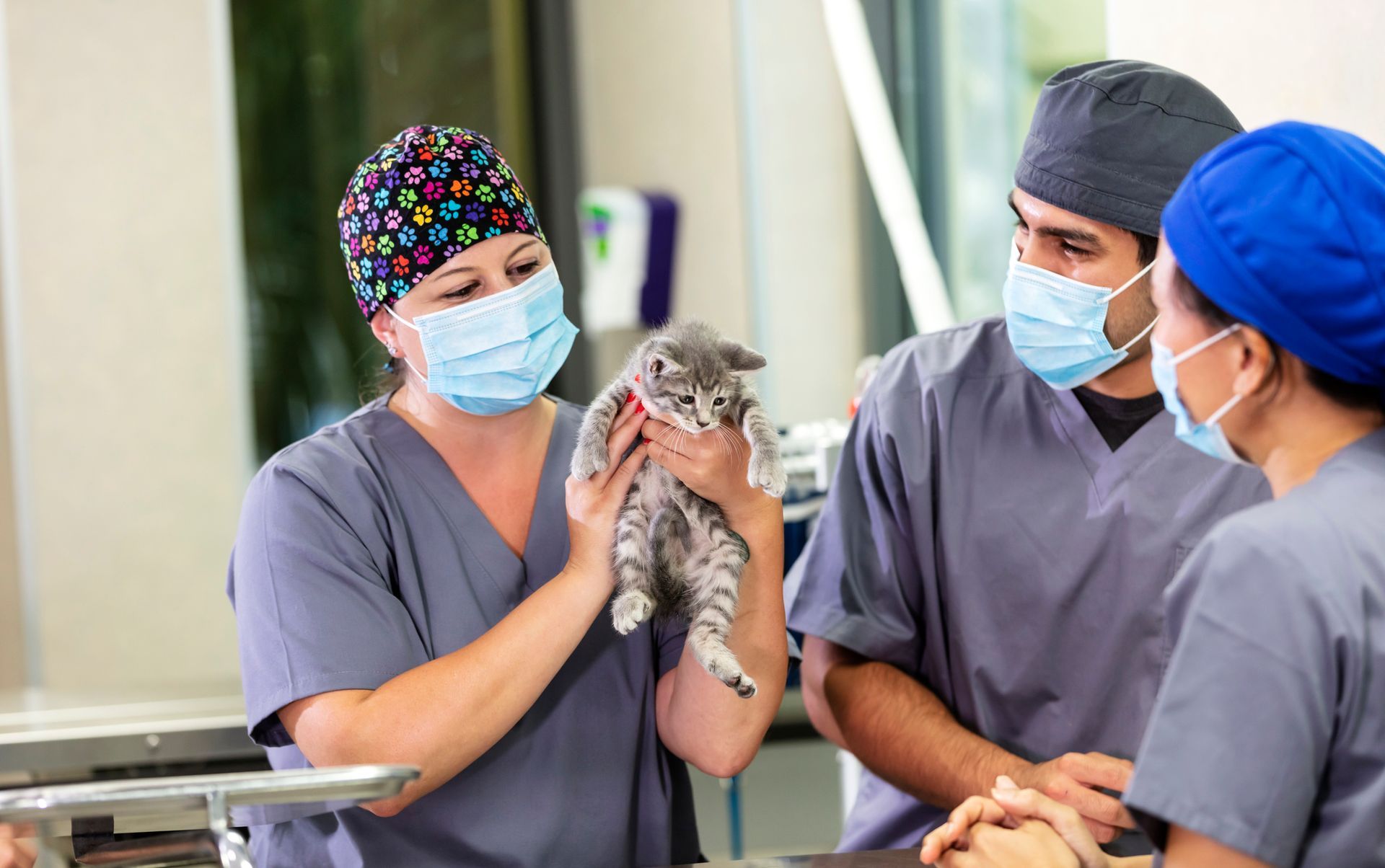 Vets examining a kitten