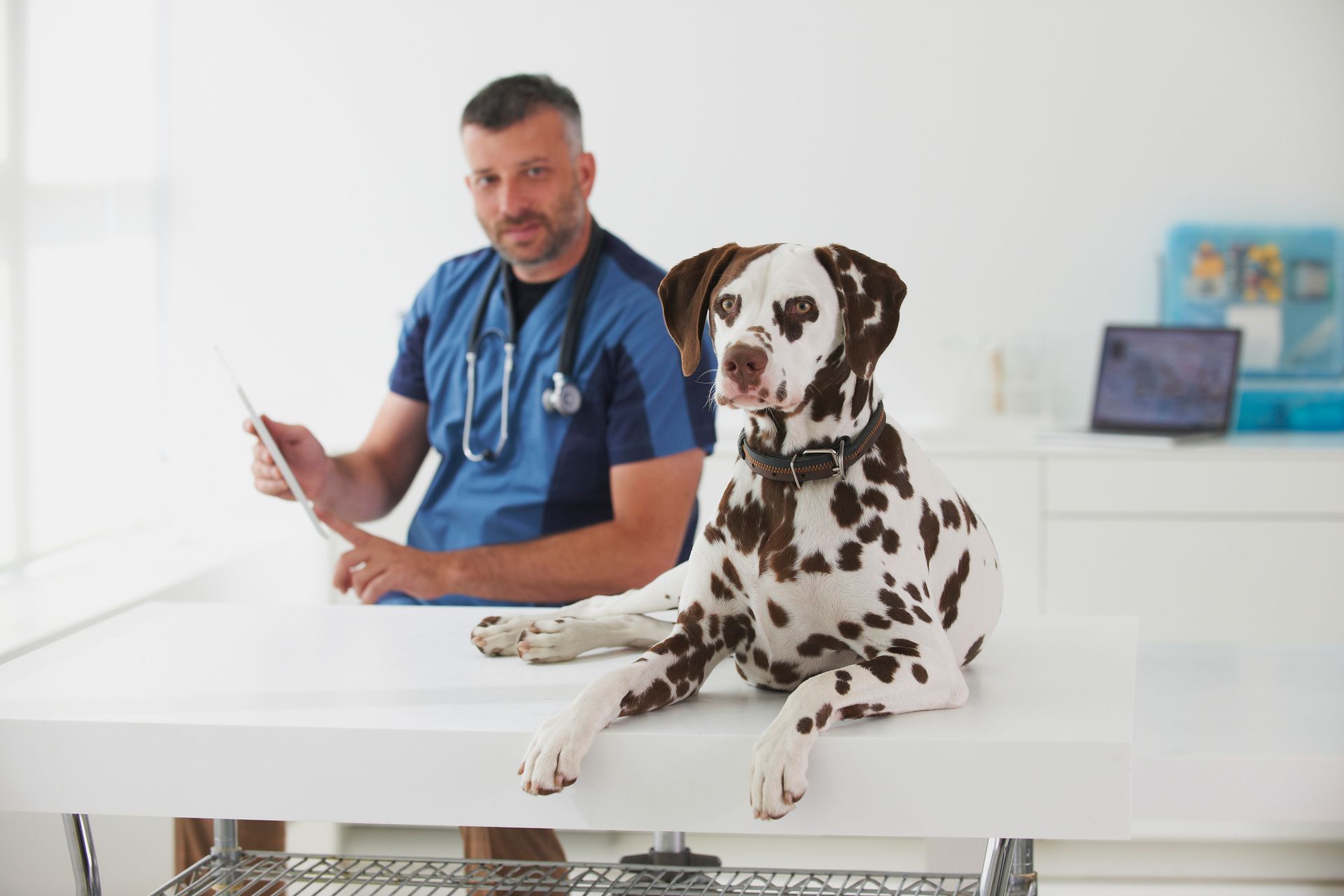 Dalmatian at the vet clinic.