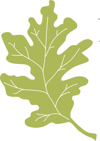 A light green oak leaf illustration with prominent veins against a white background.