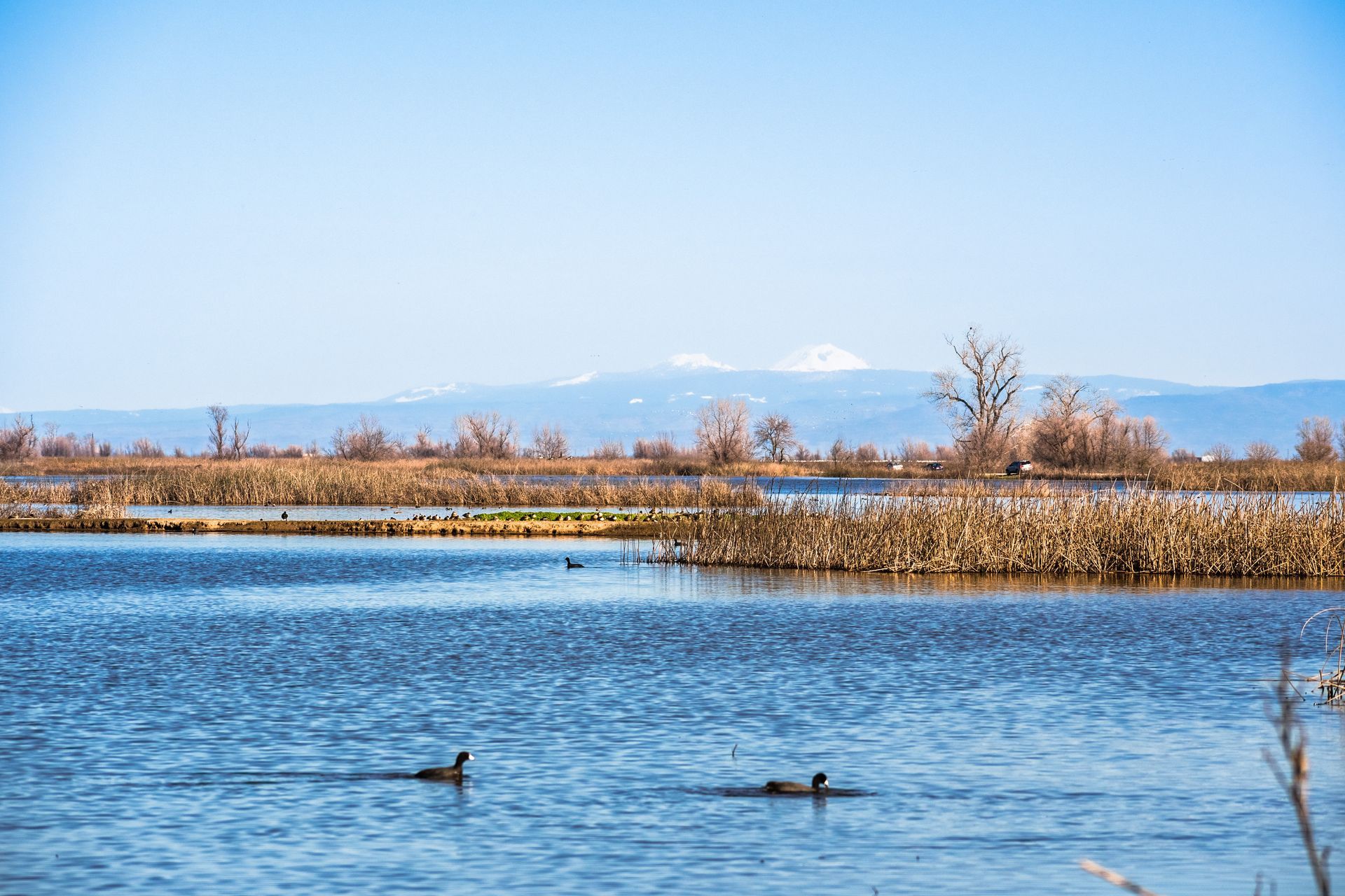 Blue water with ducks, brown reeds, and a mountain under a clear sky.