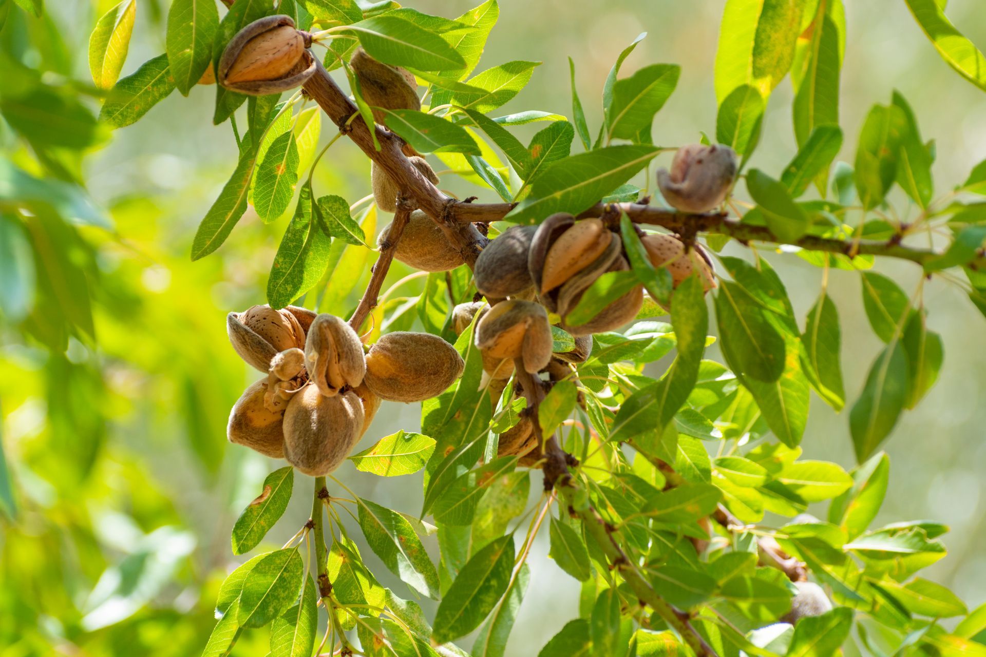 Almond tree branch with green leaves and brown almond shells partially open.