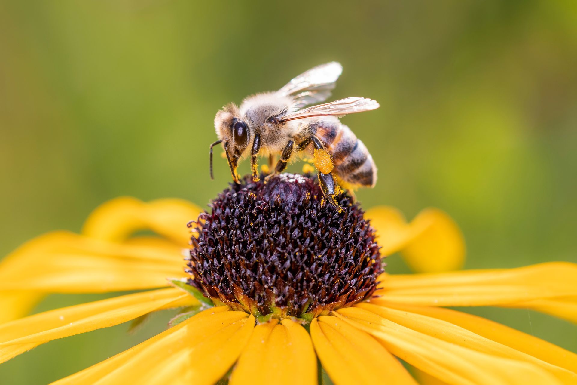 Bee on yellow and black flower, with wings spread. Green background.