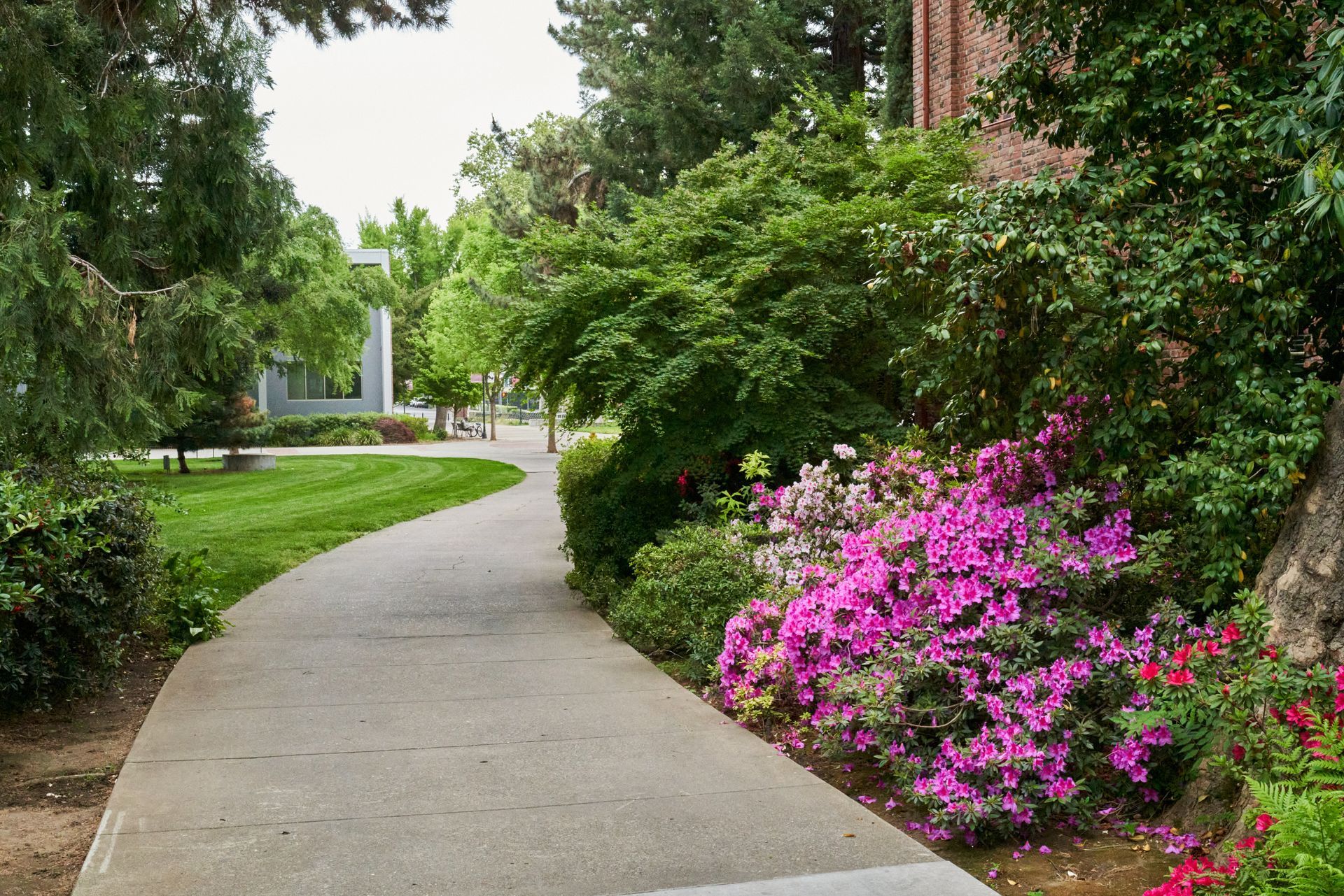 Pathway winds past flowering shrubs and green lawns on a university campus.