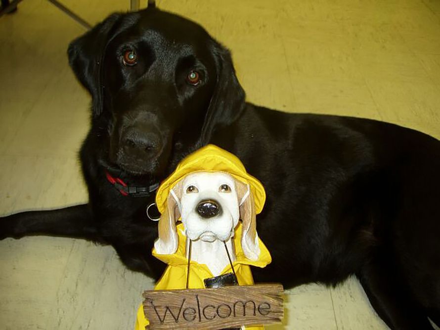 Black Labrador dog next to a white and yellow dog statue holding a 