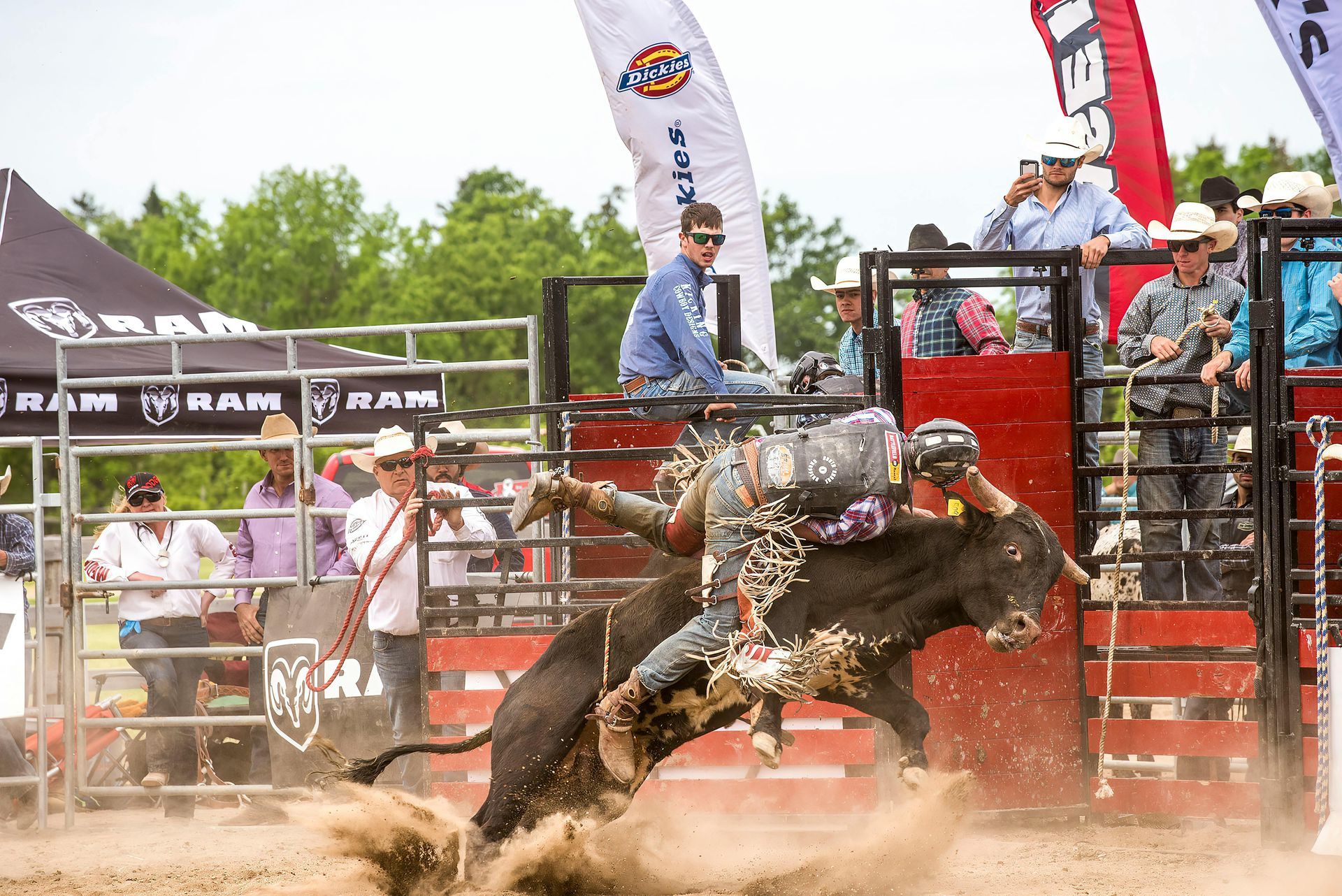 A rodeo bull rider is thrown from a bucking black bull in a dirt arena, surrounded by metal chutes and spectators.