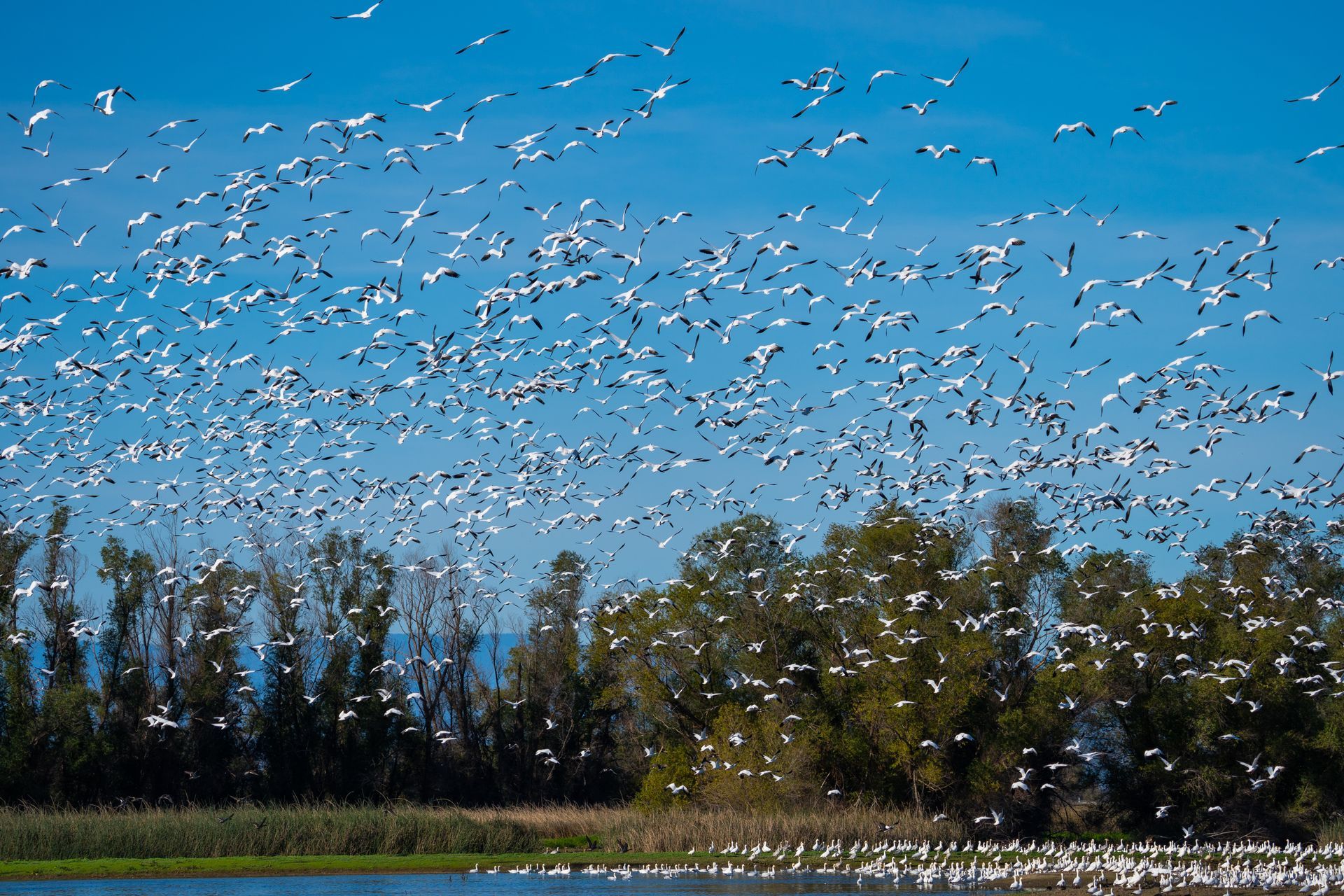 Flock of white birds in flight over a lake and trees under a blue sky.