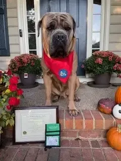 A large Mastiff wearing a red service dog bandana sits on a front porch next to a framed certificate and an ID badge.