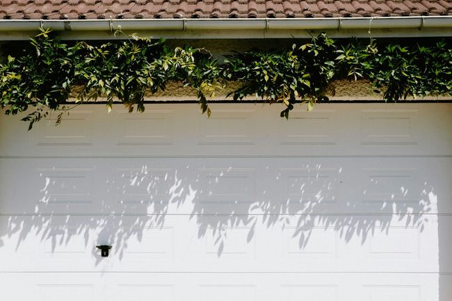Green vines over a white garage door, casting leafy shadows on the surface.