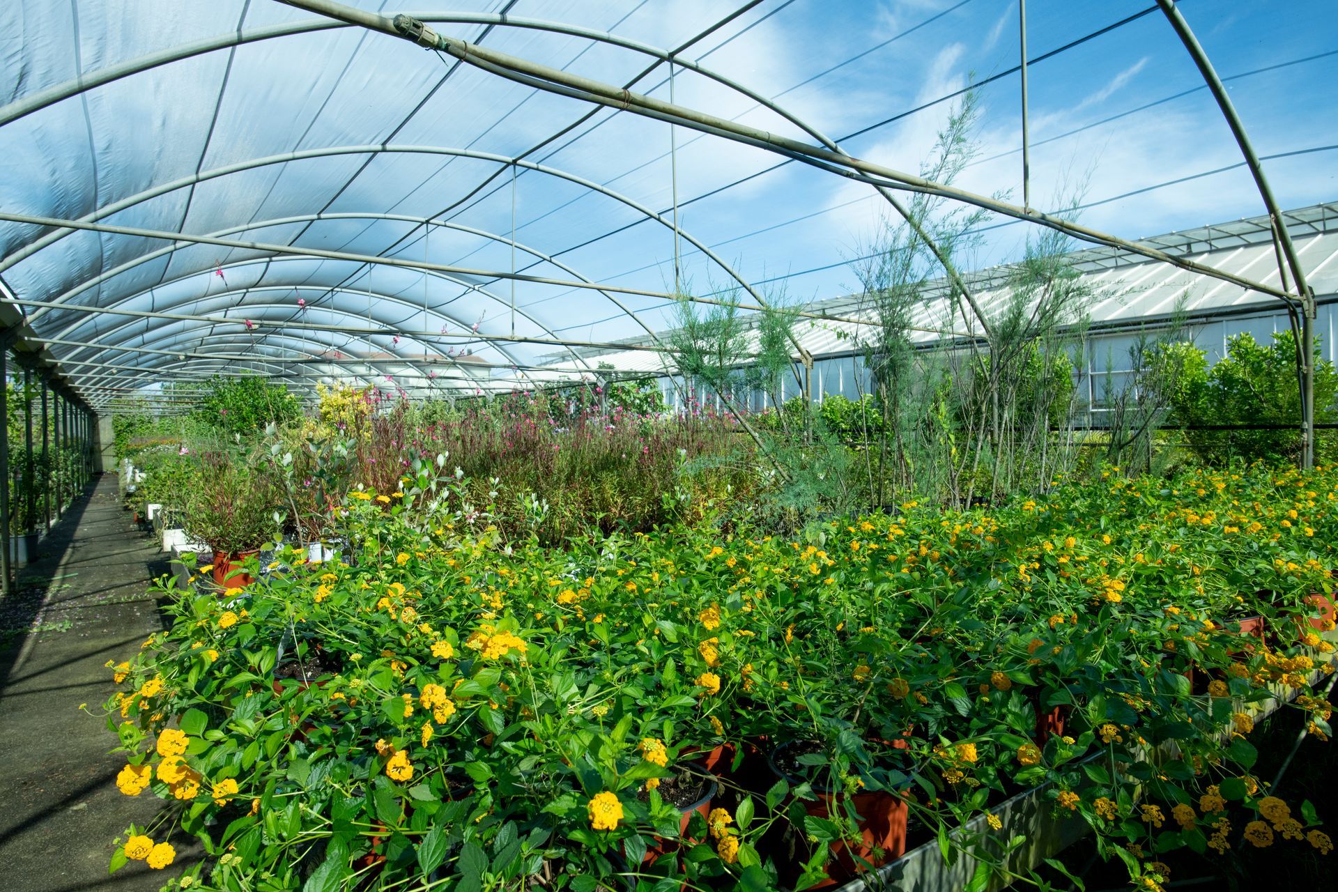 Una serra piena di tante piante e fiori