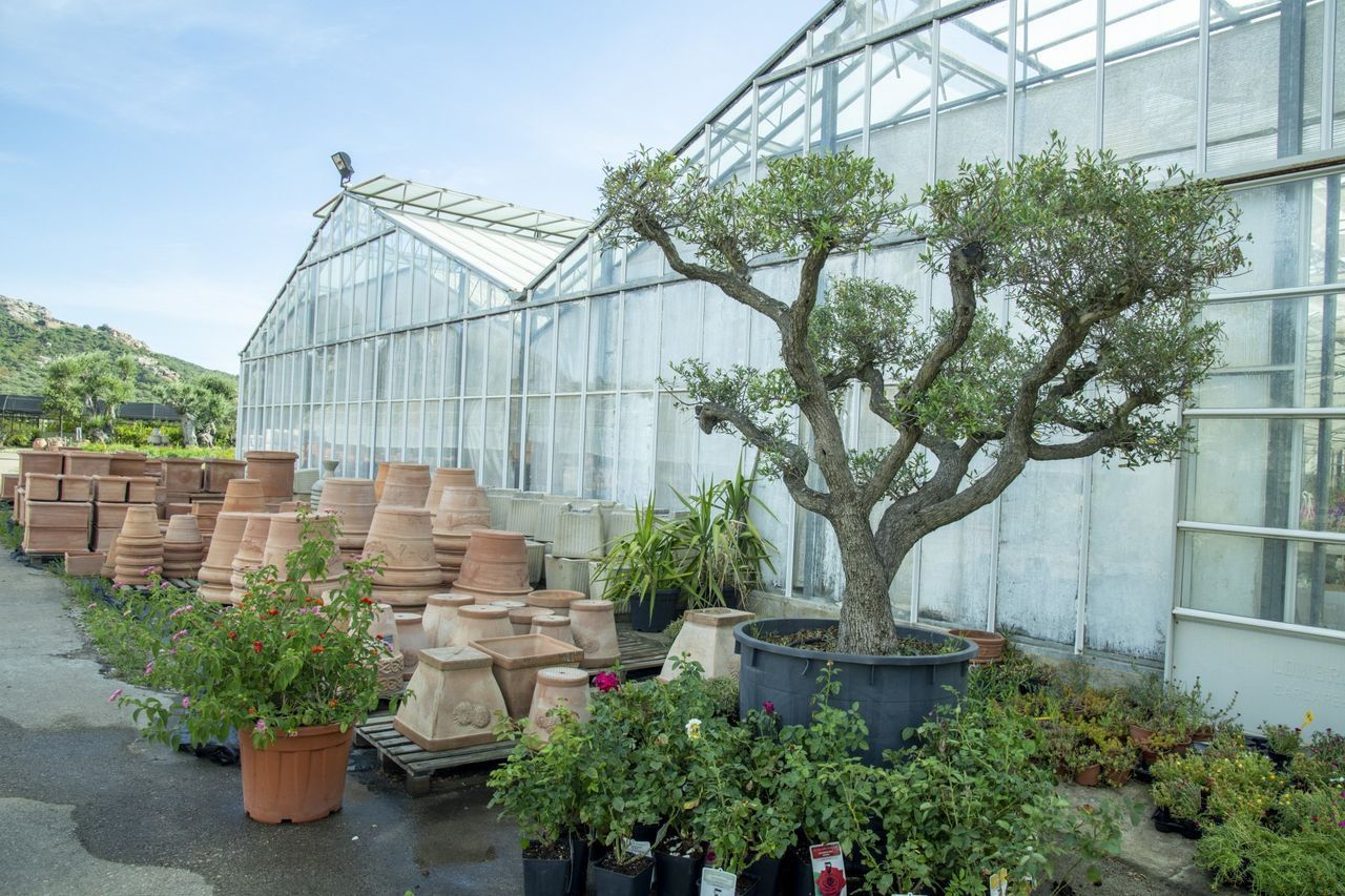 Ein Gewächshaus mit vielen Topfpflanzen und einem Baum.