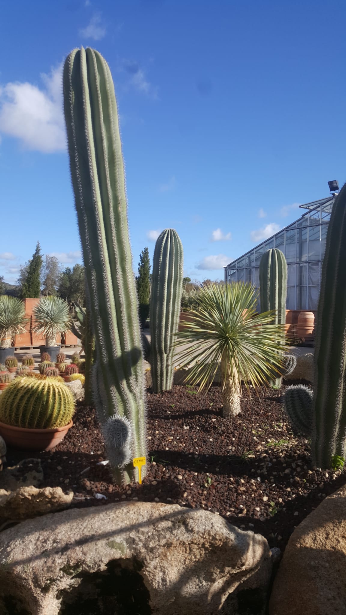 In einem Garten wächst eine Gruppe von Kakteen.
