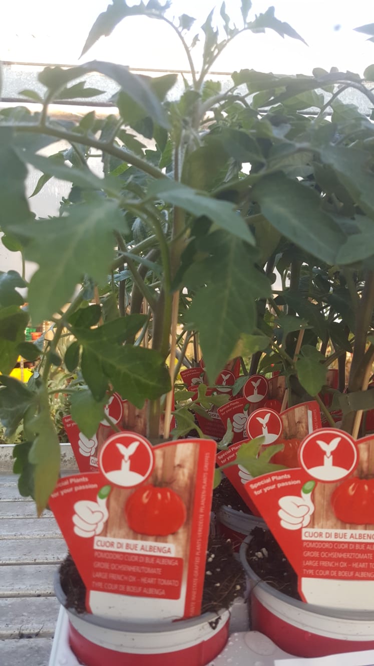 Ein Haufen Tomatenpflanzen in Töpfen mit Ay darauf