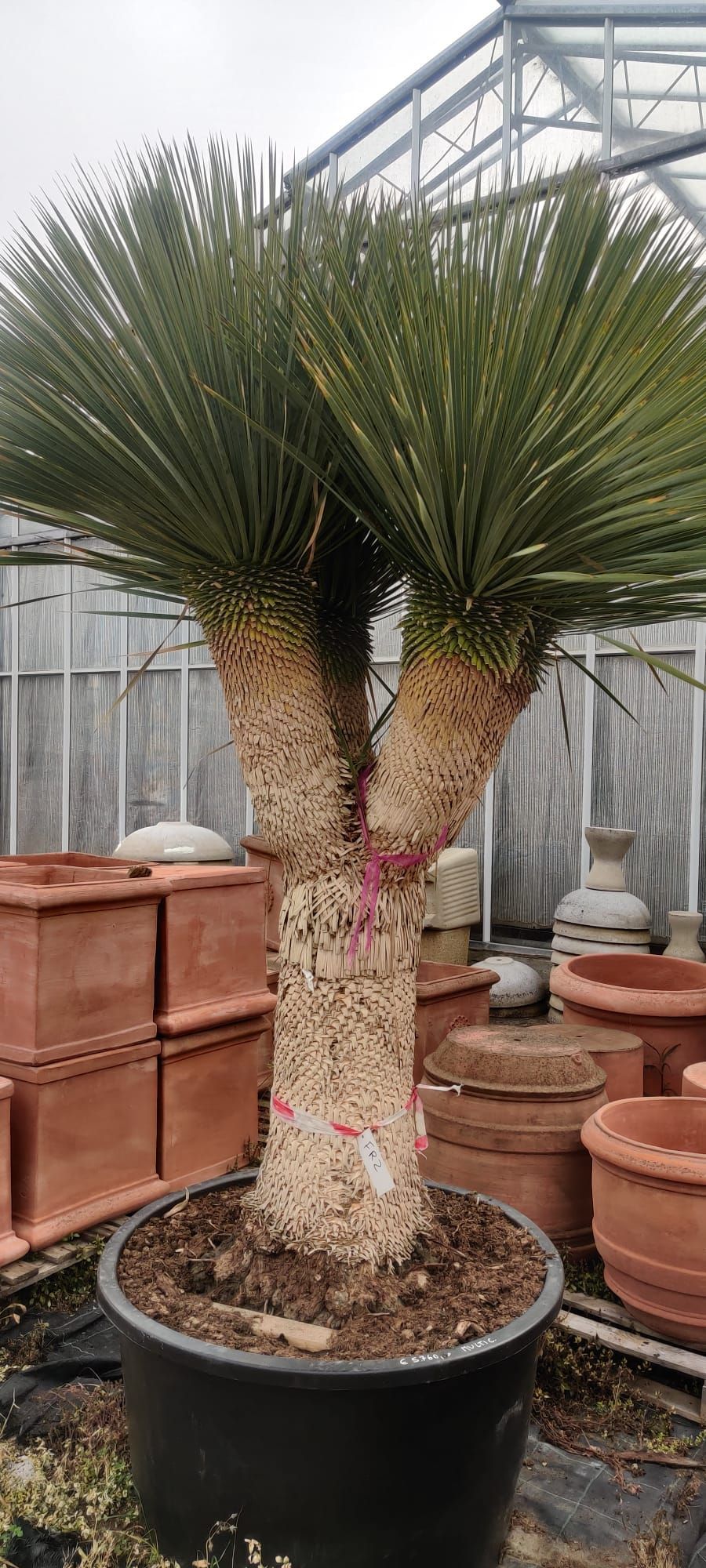 Eine große Palme in einem schwarzen Topf steht vor einem Gewächshaus.