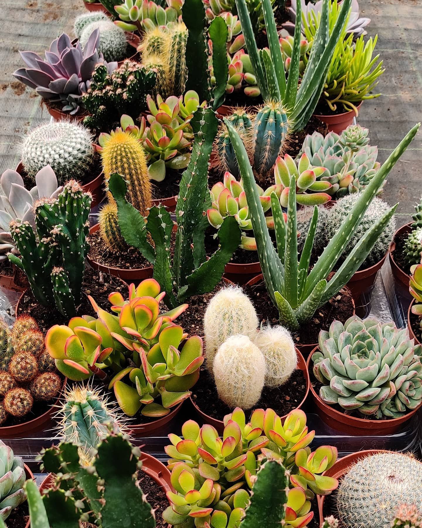 There are many different types of cactus and succulents in pots.