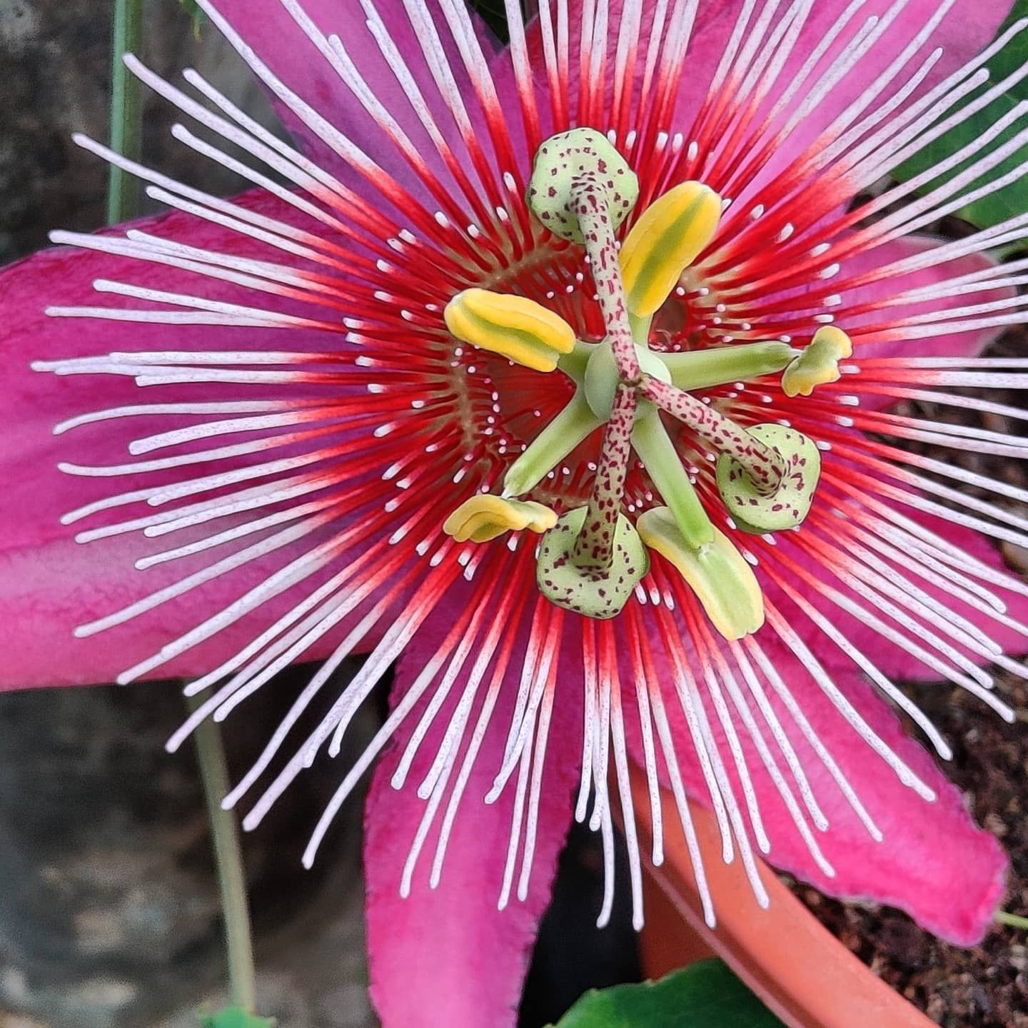 A close-up of a pink flower with a yellow centre