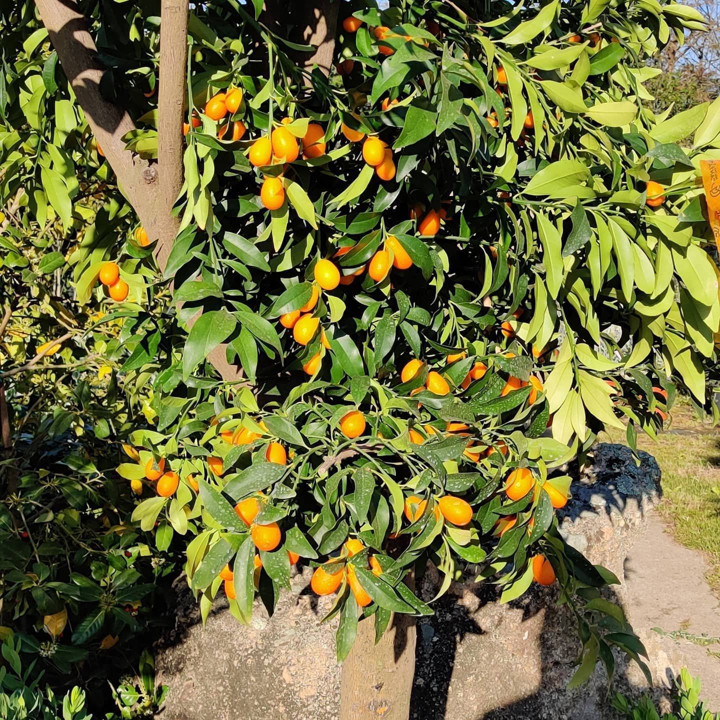 A tree on which many oranges grow