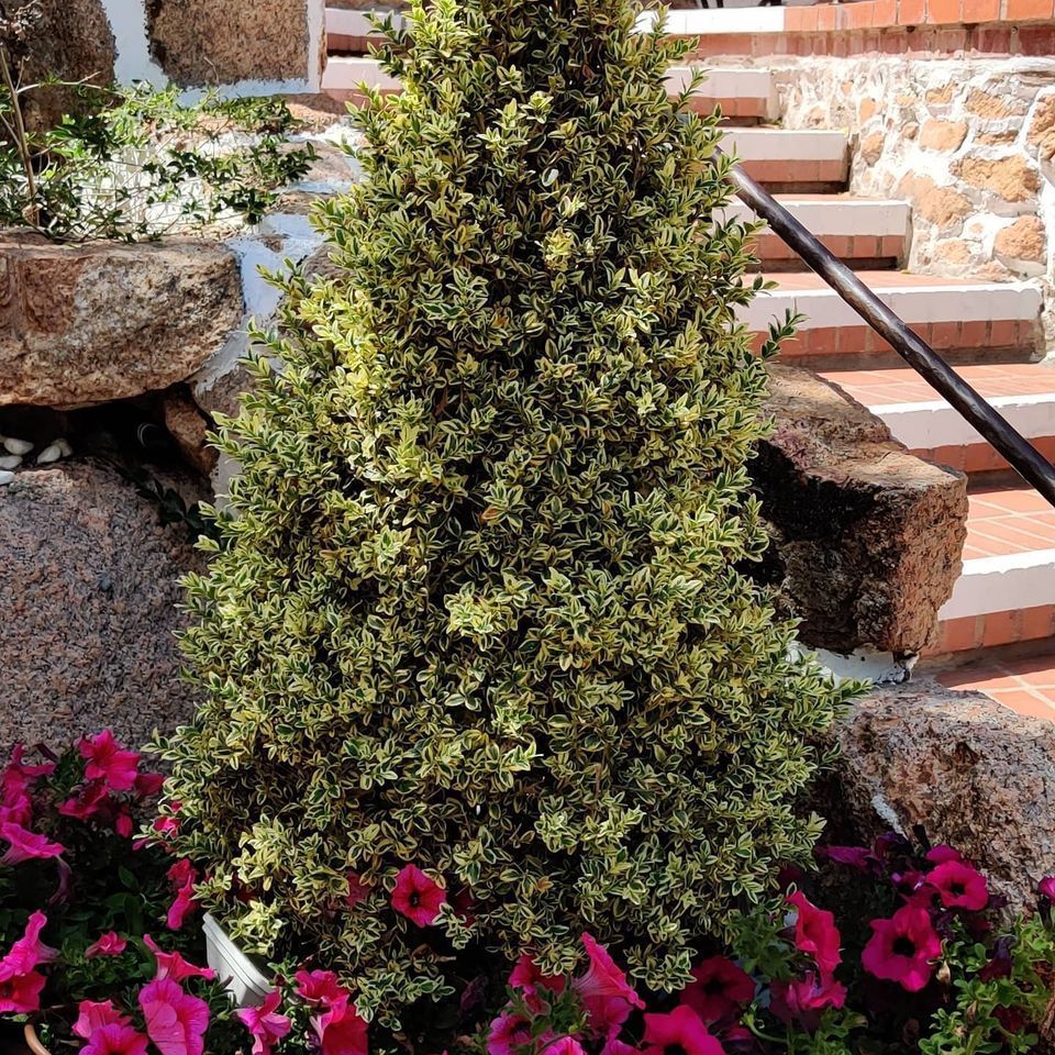 A tree is surrounded by pink flowers next to the stairs