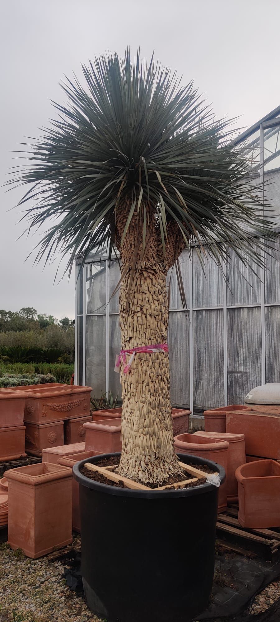 Eine große Palme in einem schwarzen Topf steht vor einem Gewächshaus.