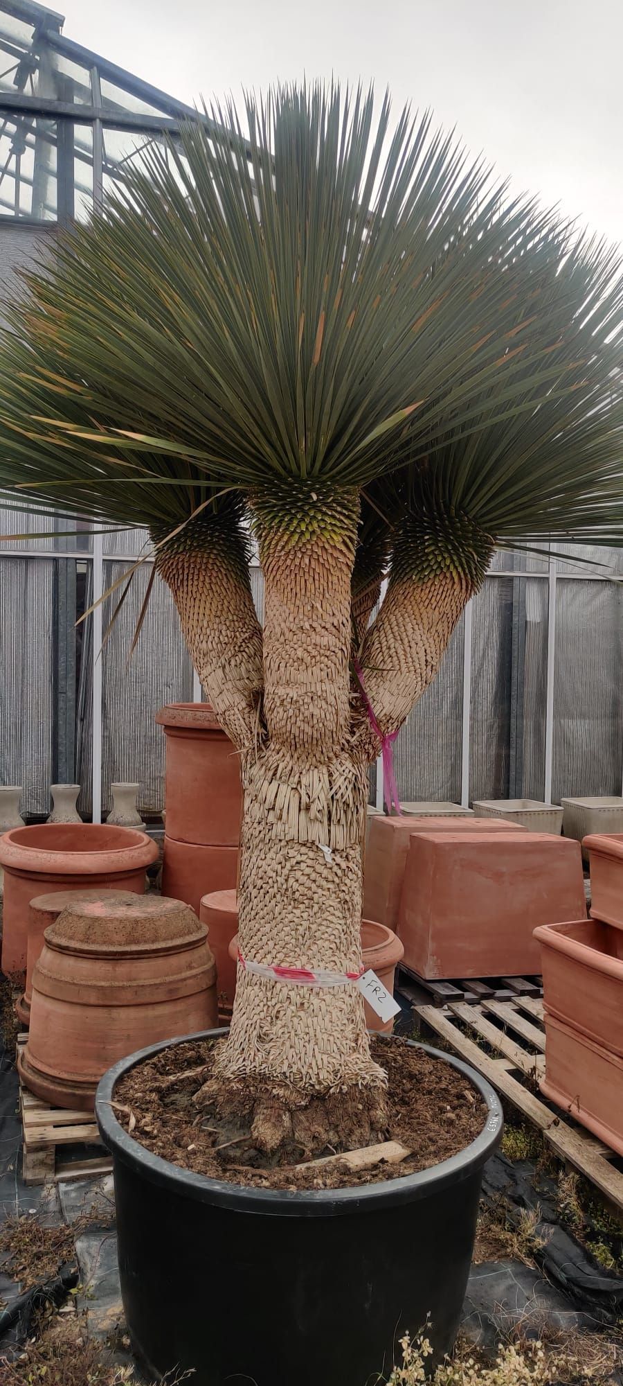 Eine große Palme in einem schwarzen Topf in einem Gewächshaus.