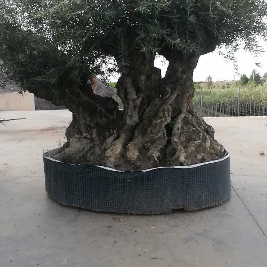 vivai con ulivi secolari in Sardegna