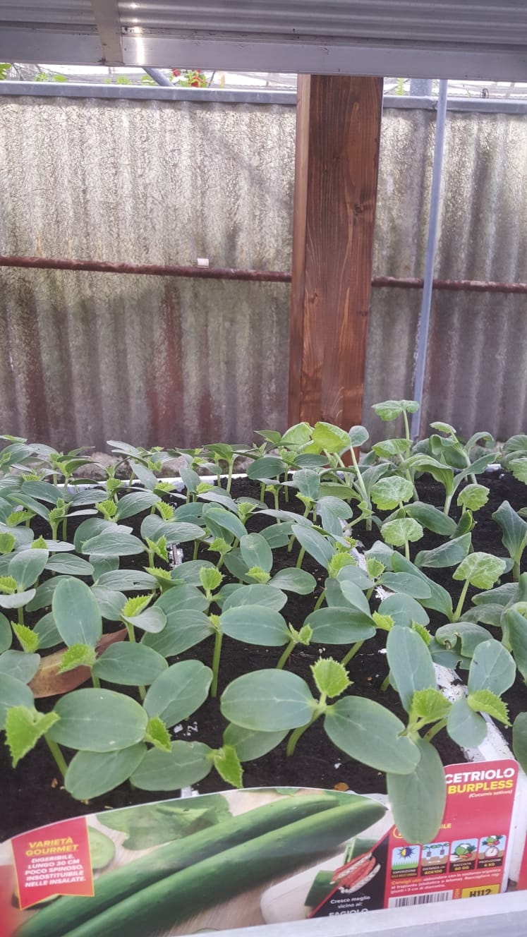 Ein Gewächshaus mit vielen Pflanzen und einer Schachtel Wassermelonenkerne.