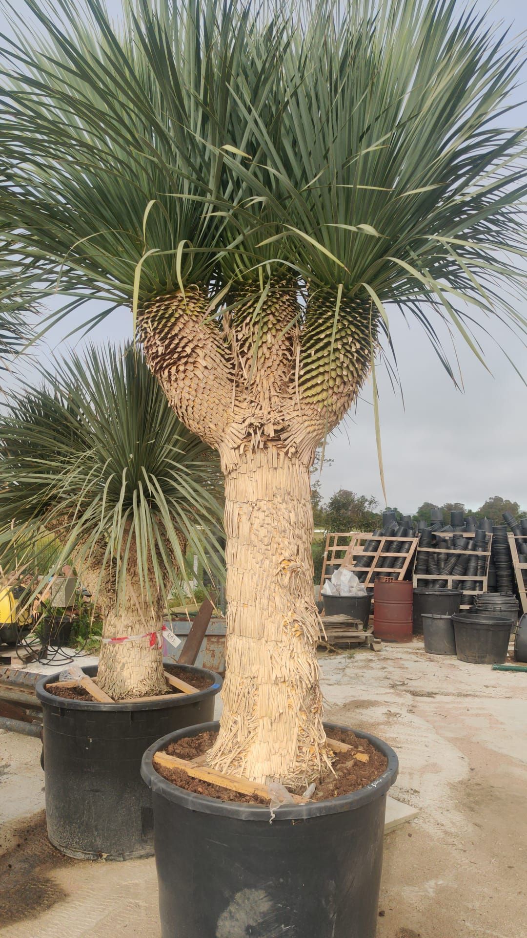 Eine große Palme in einem schwarzen Topf in einem Garten.