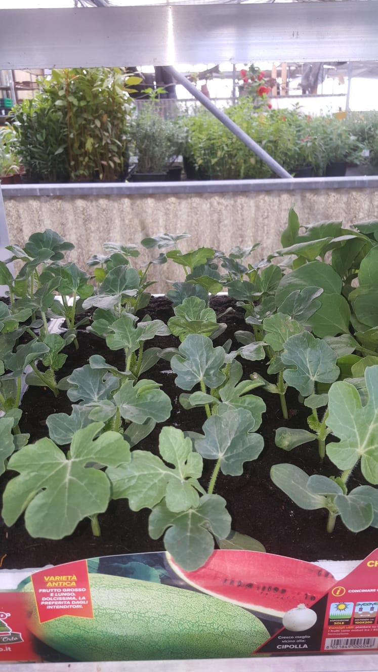 In einem Gewächshaus wachsen mehrere Wassermelonen.