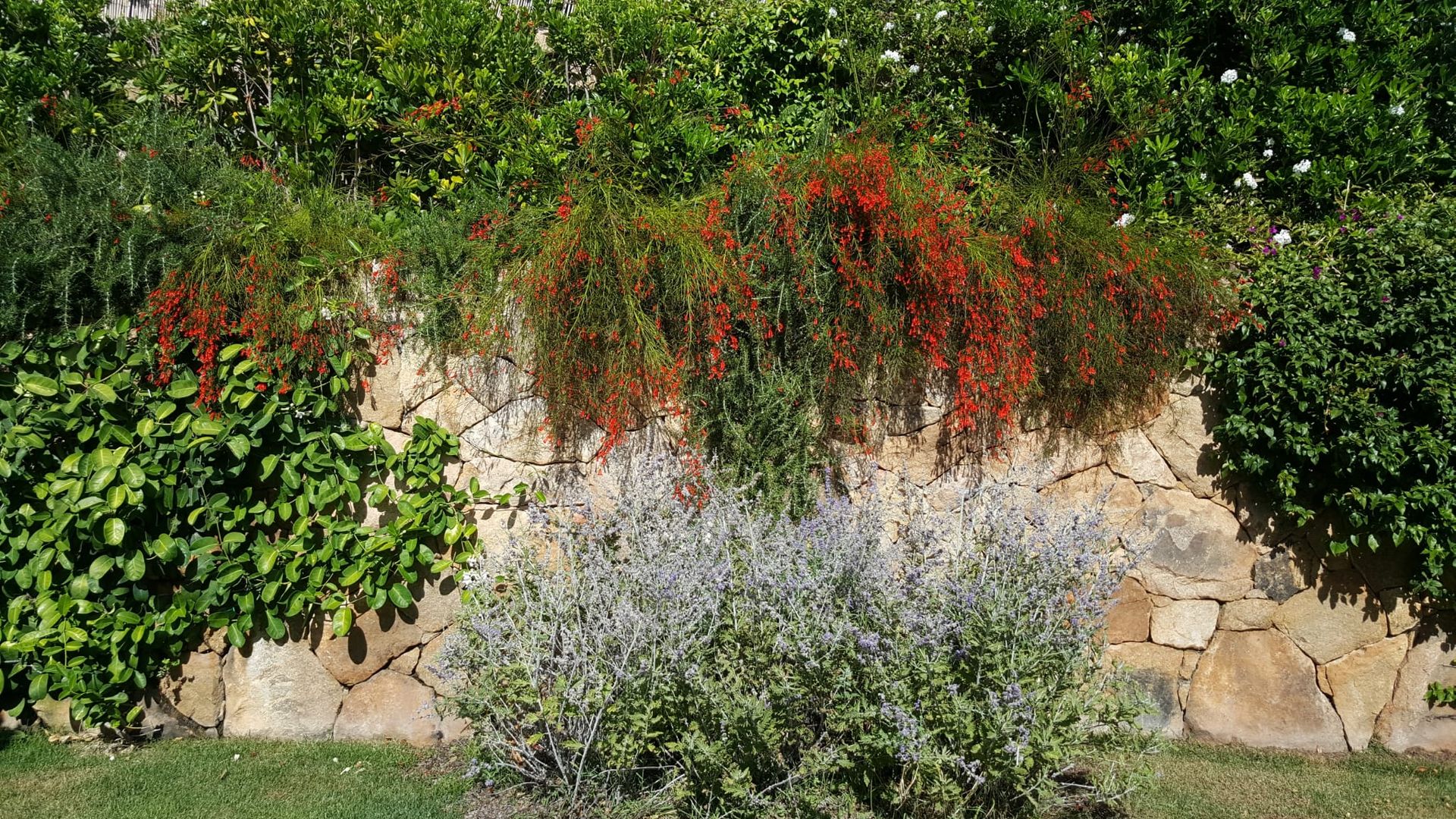 Un muro di pietra su cui crescono molte piante