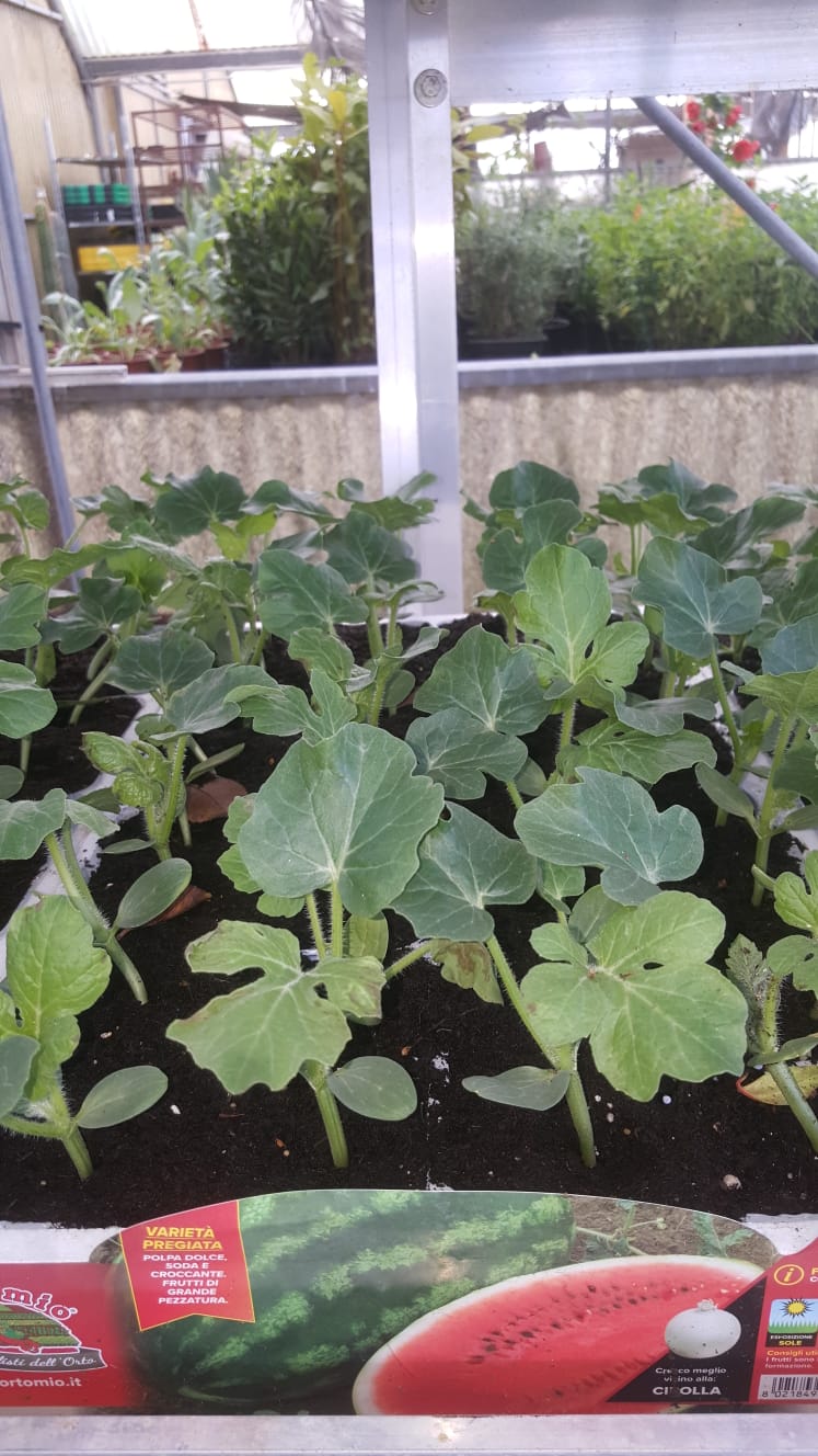 In einem Gewächshaus wachsen mehrere Wassermelonen.