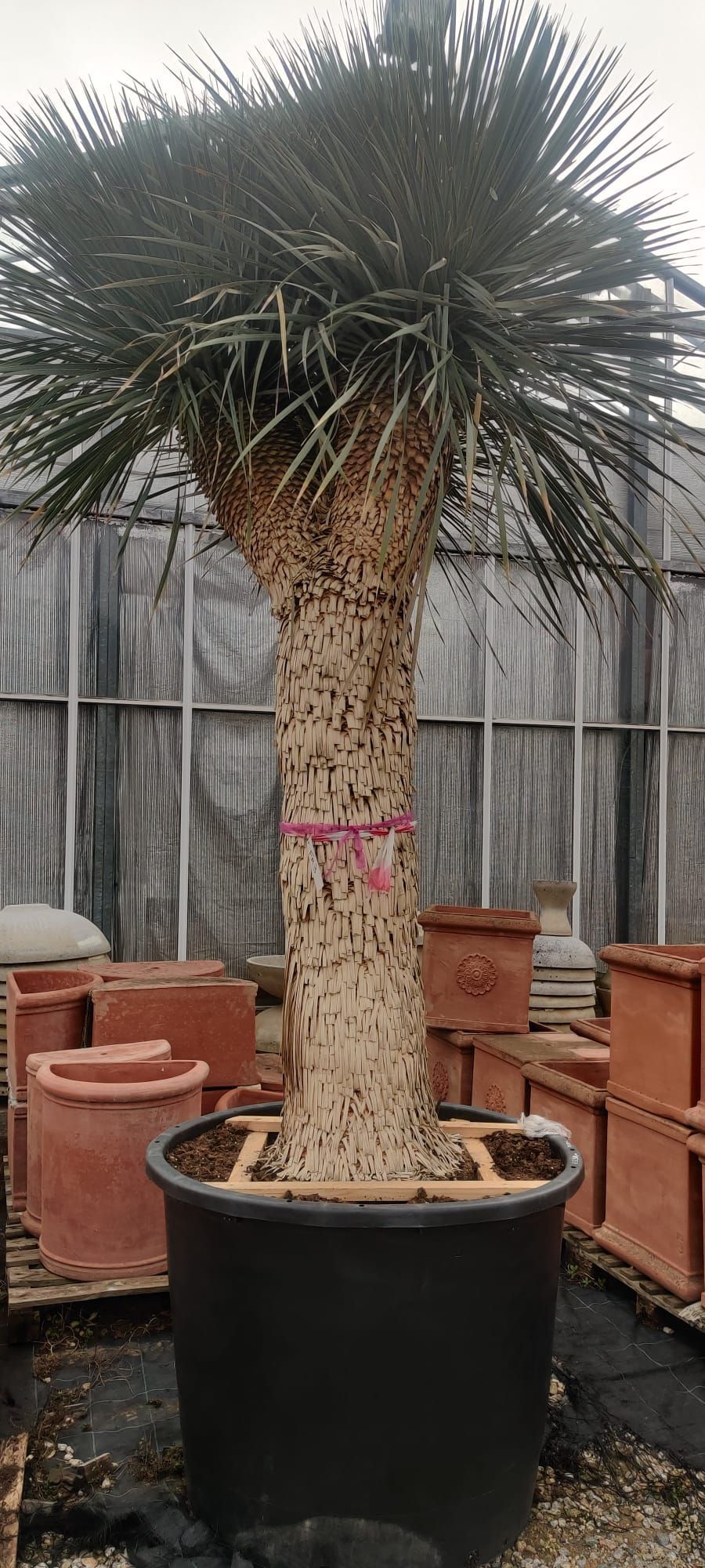 Eine große Palme in einem schwarzen Topf in einem Gewächshaus.