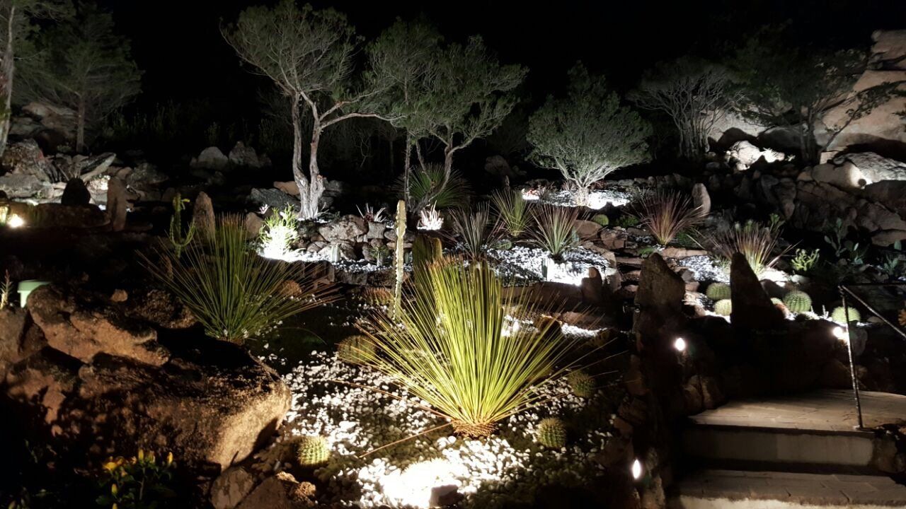Ein Garten mit Bäumen und Pflanzen wird nachts beleuchtet.