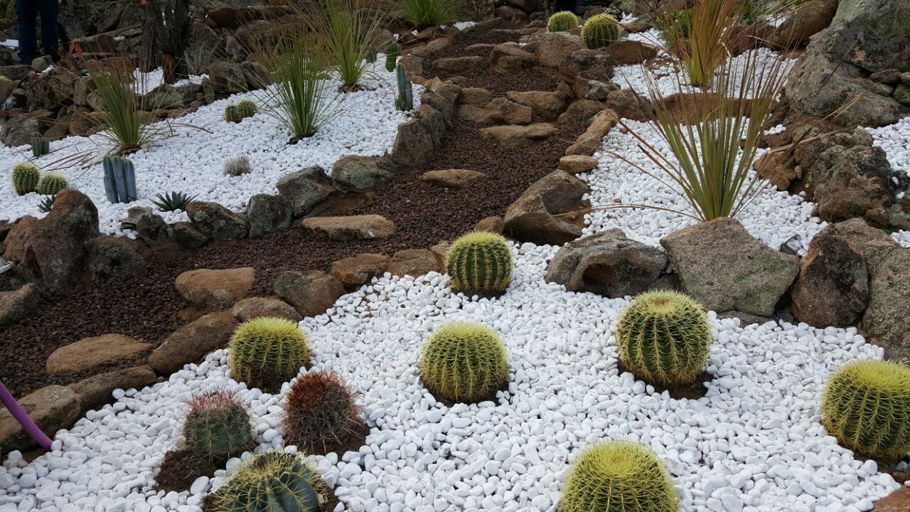 Ein Garten voller Kakteen und Steine.