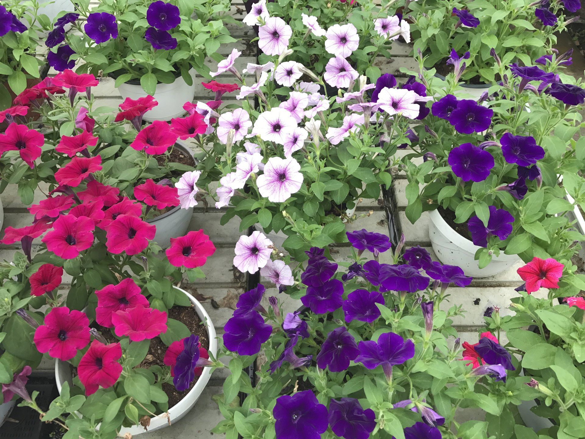 Fiori viola e rosa in vasi su un tavolo di legno