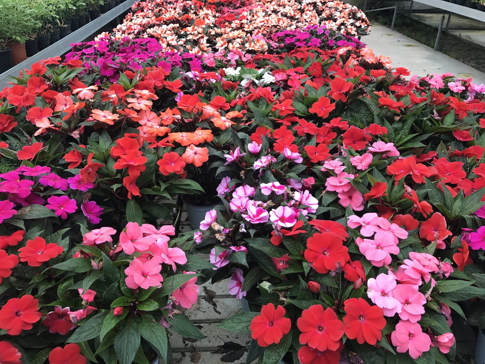 Su un tavolo è seduto un mazzo di fiori di diversi colori.