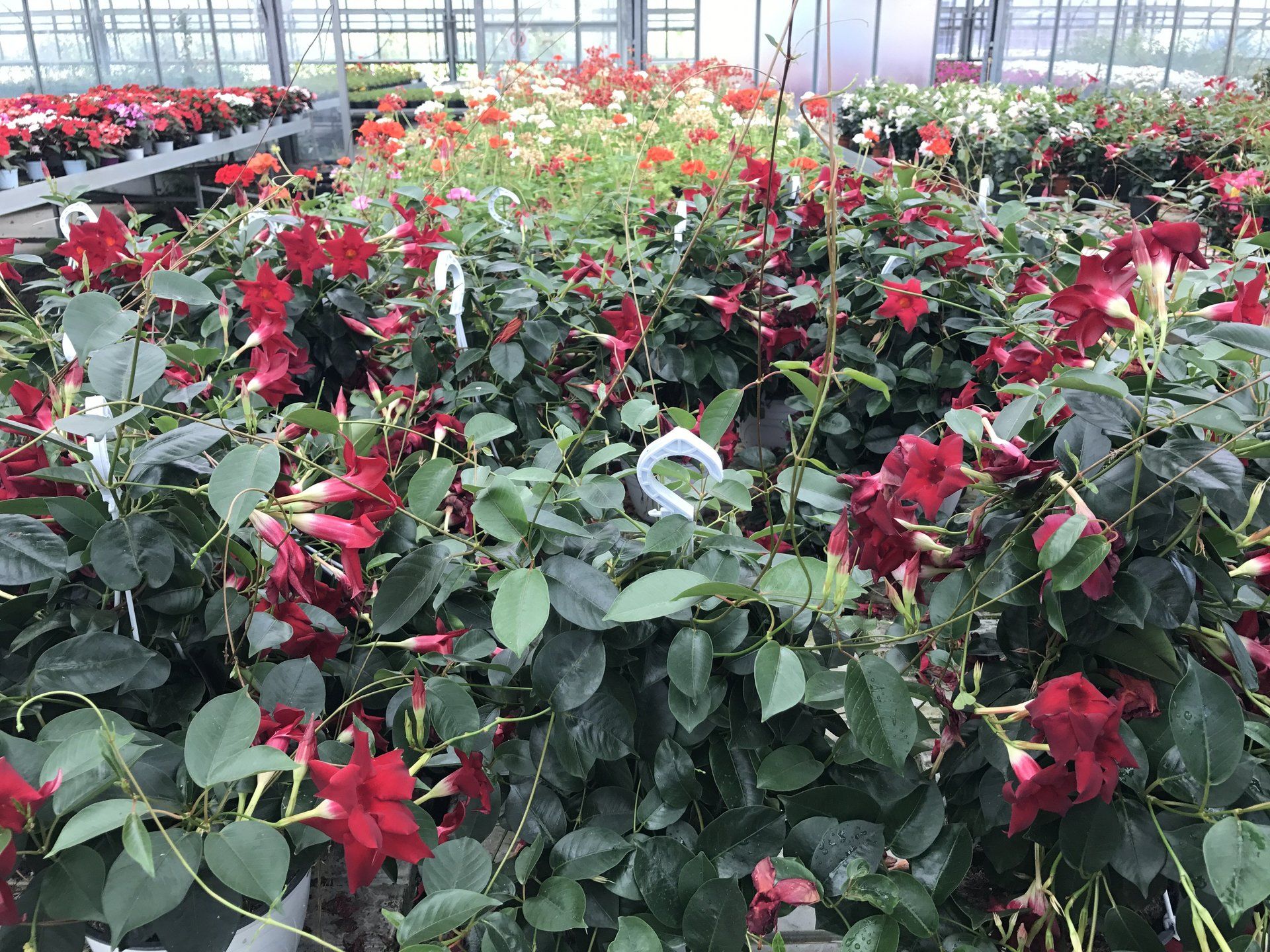 Una serra piena di tanti fiori rossi e foglie verdi.