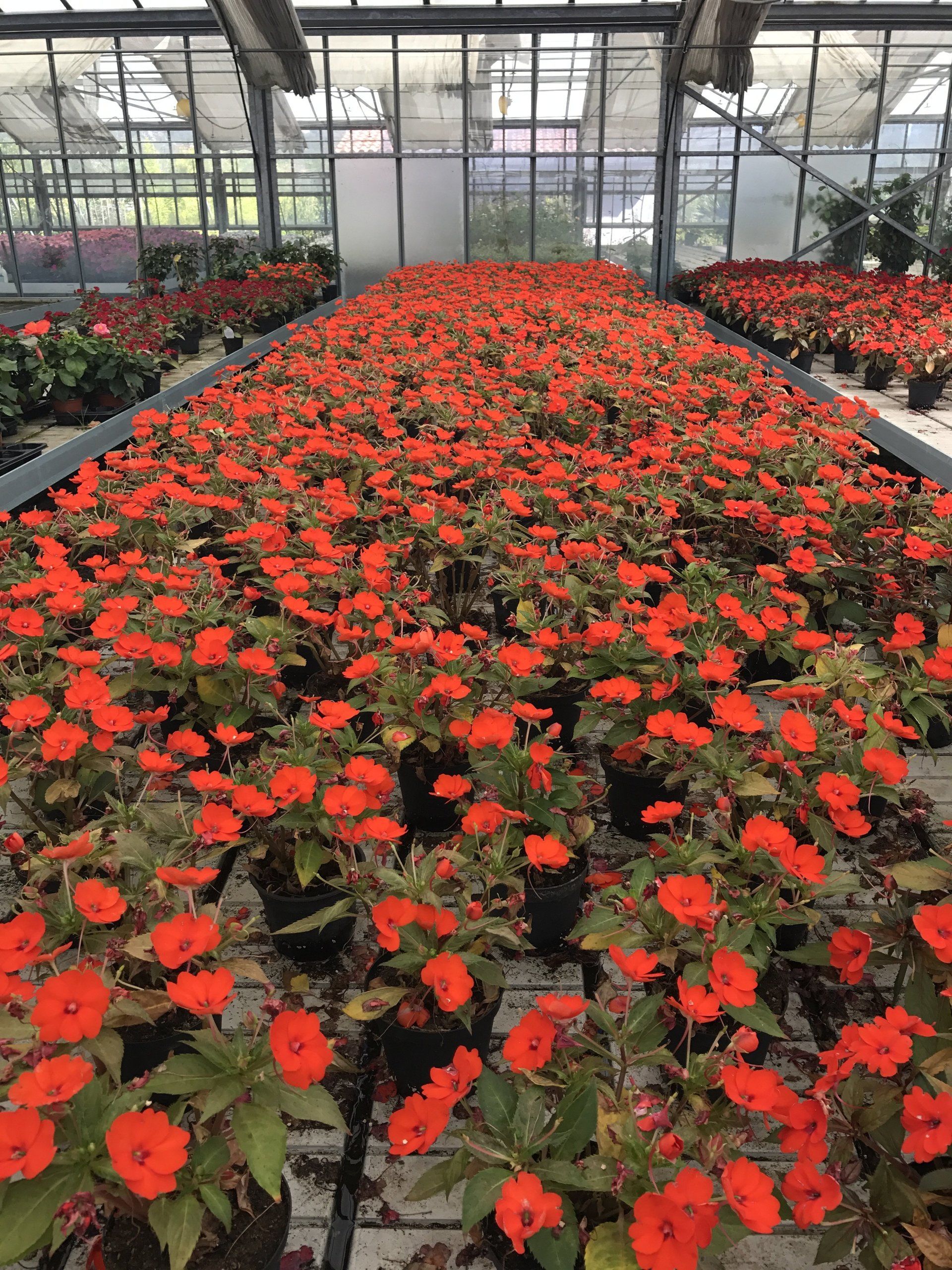 Una serra piena di tanti fiori d'arancio.