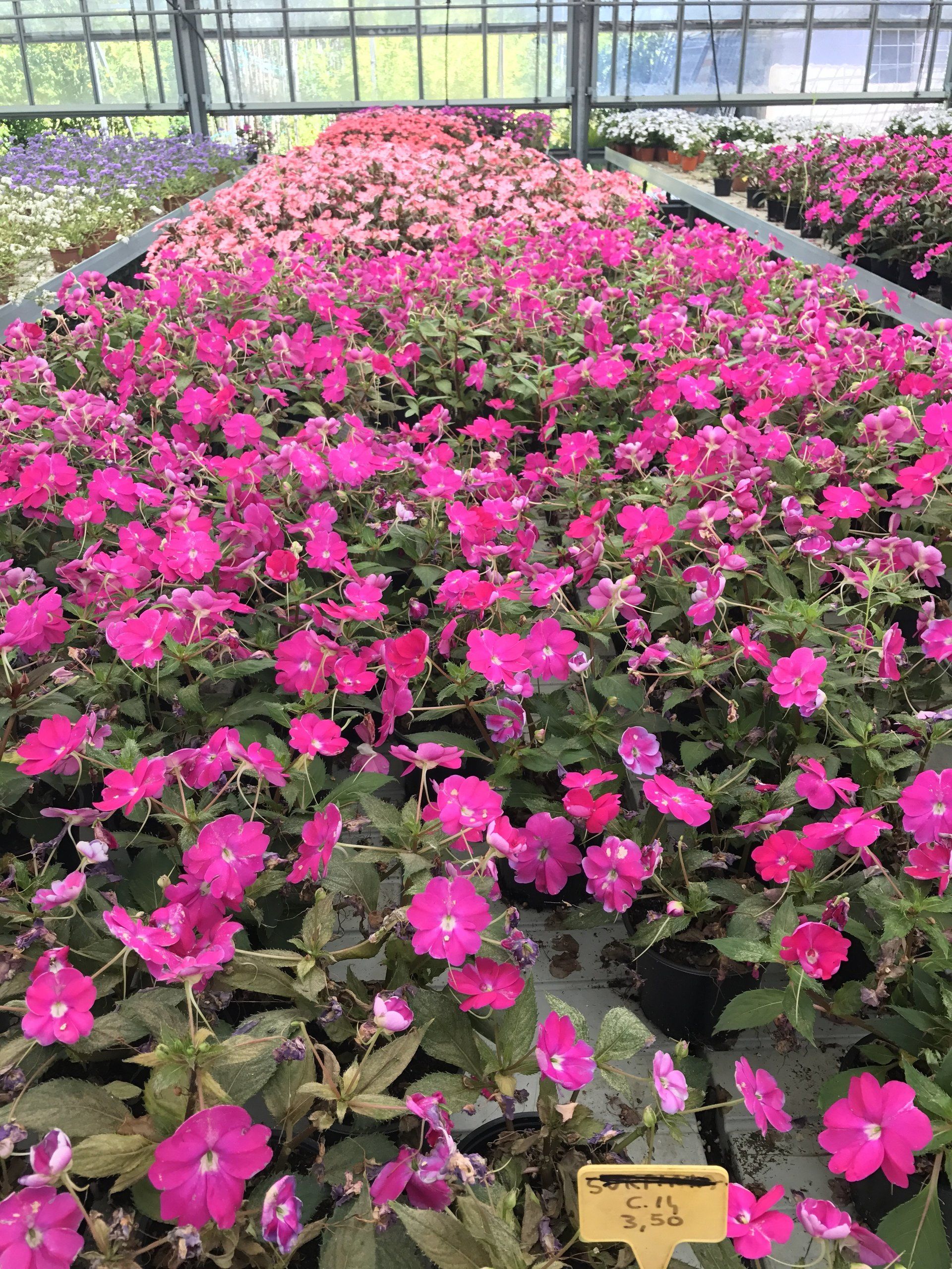 Una serra piena di tanti fiori rosa.