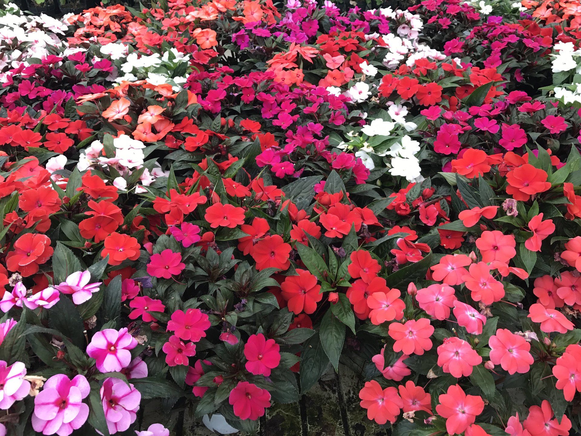 In un giardino cresce un mazzo di fiori di diversi colori